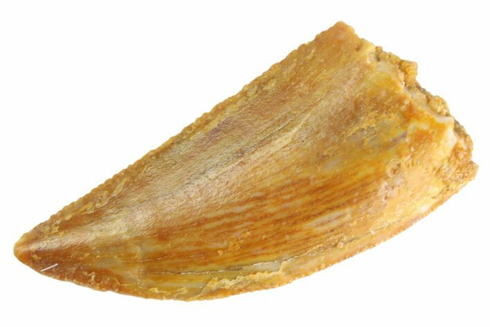 Serrated Raptor Tooth - Real Dinosaur Tooth #332822